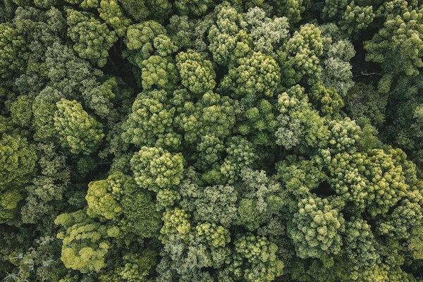 Mariage chic avec fleur séchée