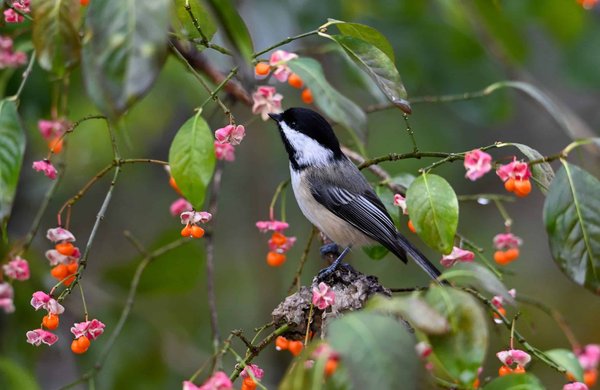 Quels sont les avantages environnementaux des systèmes de toiture blanche en milieu urbain ?